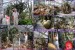 Flora_kaktusy 18.8
