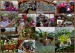 Sukulenty a botanické orchideje p. J.Kantorikové a I.Školníka ve Lhotě u Nahořan